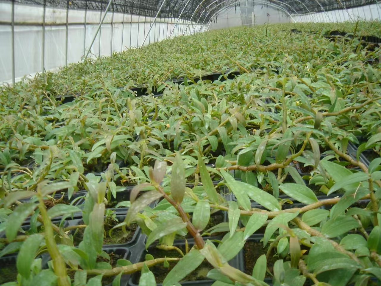 基地种植和良种选育