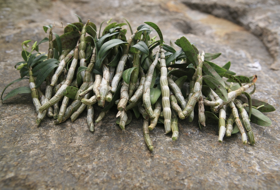 铁皮石斛功效及适宜人群